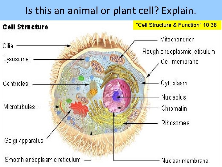 Is this an animal or plant cell? Explain. “Cell Structure & Function” 10: 36
