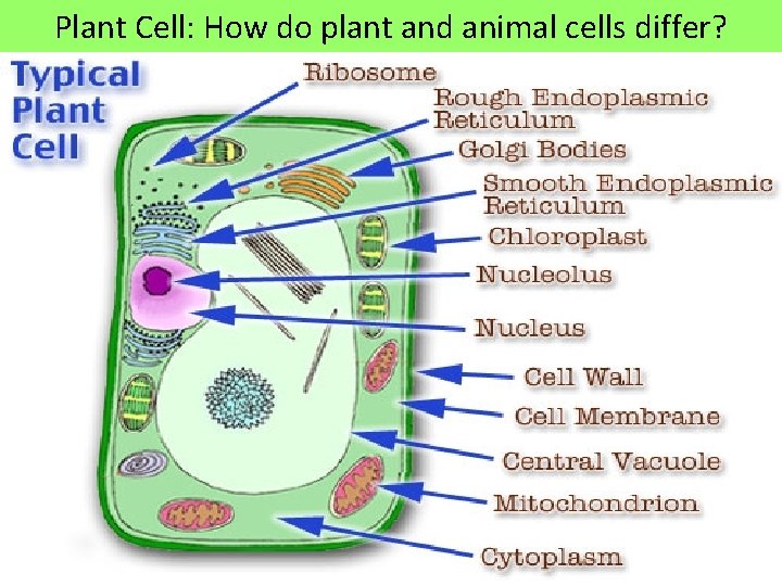 Plant Cell: How do plant and animal cells differ? 