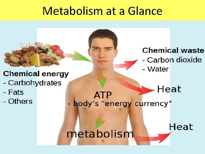Metabolism at a Glance 
