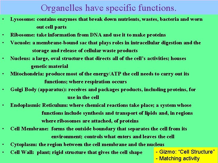 Organelles have specific functions. • • • Lysosome: contains enzymes that break down nutrients,