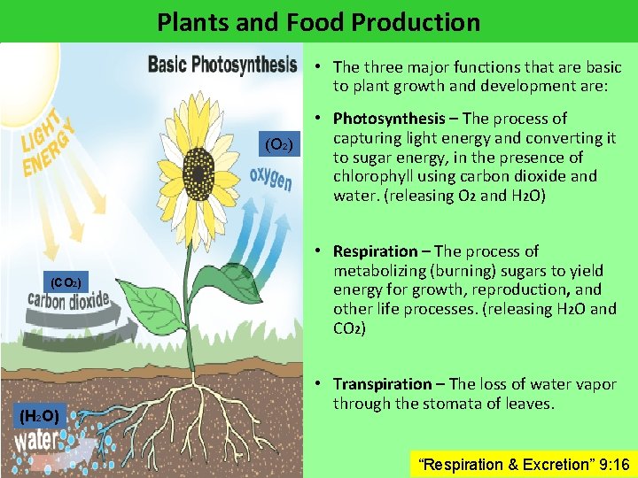Plants and Food Production • The three major functions that are basic to plant