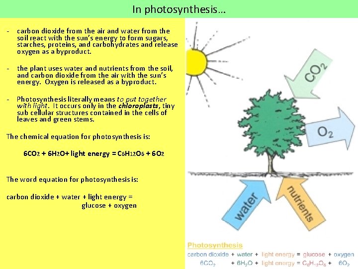 In photosynthesis… - carbon dioxide from the air and water from the soil react