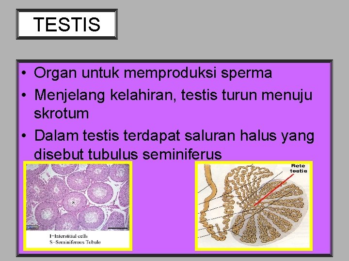 TESTIS • Organ untuk memproduksi sperma • Menjelang kelahiran, testis turun menuju skrotum •