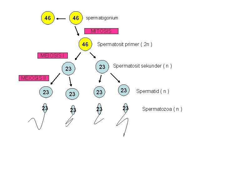 46 46 spermatogonium MITOSIS 46 Spermatosit primer ( 2 n ) MEIOSIS I 23