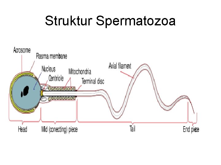 Struktur Spermatozoa 