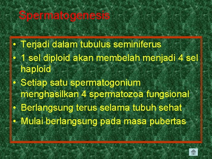 Spermatogenesis • Terjadi dalam tubulus seminiferus • 1 sel diploid akan membelah menjadi 4