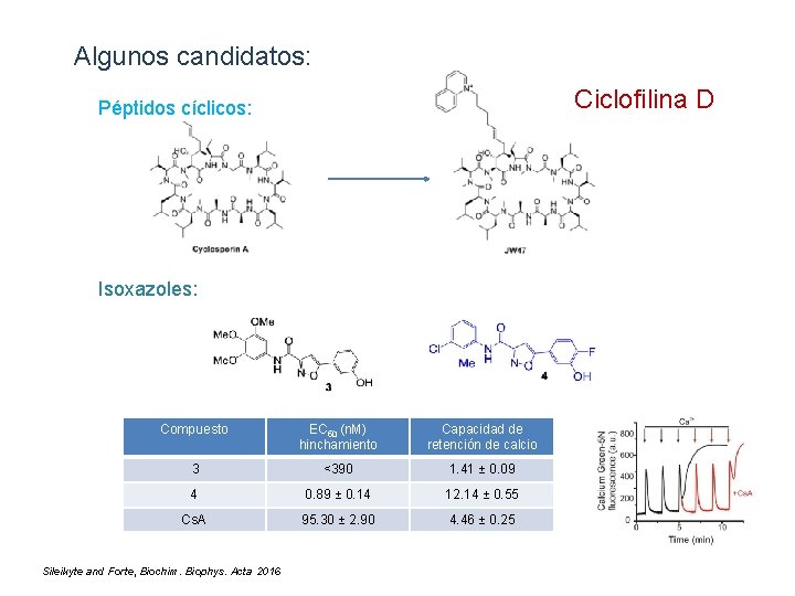 Algunos candidatos: Ciclofilina D Péptidos cíclicos: Isoxazoles: Compuesto EC 50 (n. M) hinchamiento Capacidad