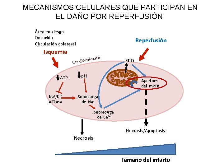 MECANISMOS CELULARES QUE PARTICIPAN EN EL DAÑO POR REPERFUSIÓN Área en riesgo Duración Circulación