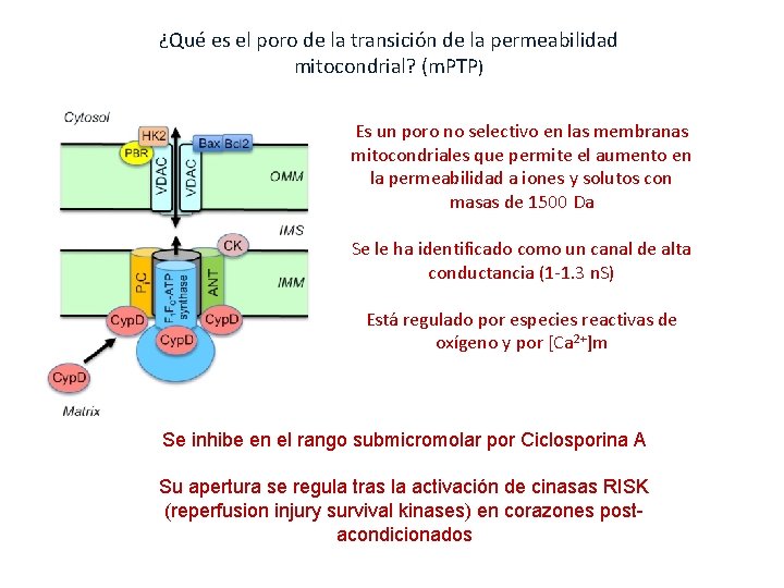 ¿Qué es el poro de la transición de la permeabilidad mitocondrial? (m. PTP) Es