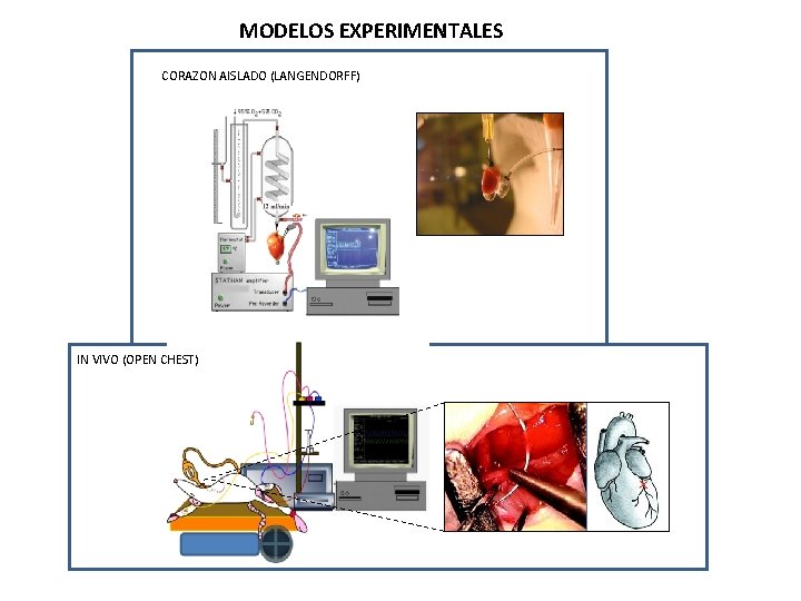 MODELOS EXPERIMENTALES CORAZON AISLADO (LANGENDORFF) Modelos IN VIVO (OPEN CHEST) 