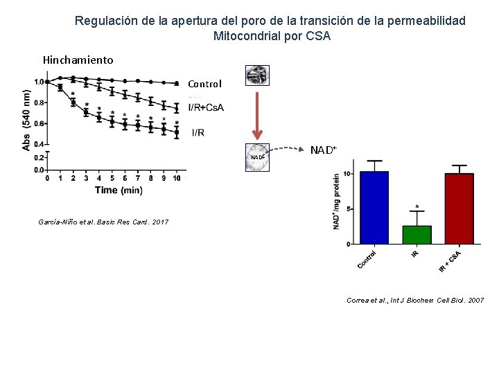 Regulación de la apertura del poro de la transición de la permeabilidad Mitocondrial por