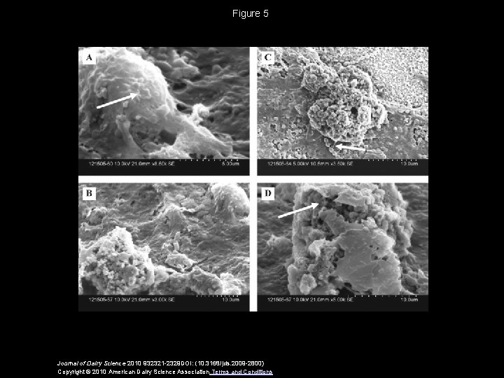 Figure 5 Journal of Dairy Science 2010 932321 -2329 DOI: (10. 3168/jds. 2009 -2800)