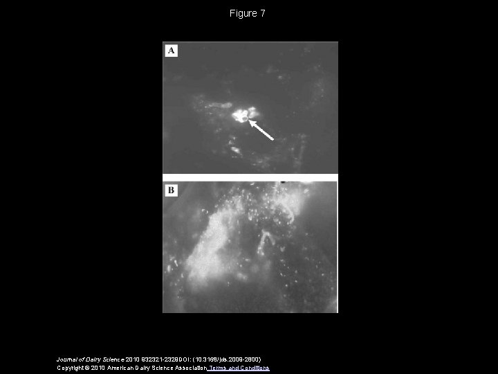 Figure 7 Journal of Dairy Science 2010 932321 -2329 DOI: (10. 3168/jds. 2009 -2800)
