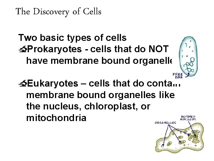 The Discovery of Cells Two basic types of cells Prokaryotes - cells that do