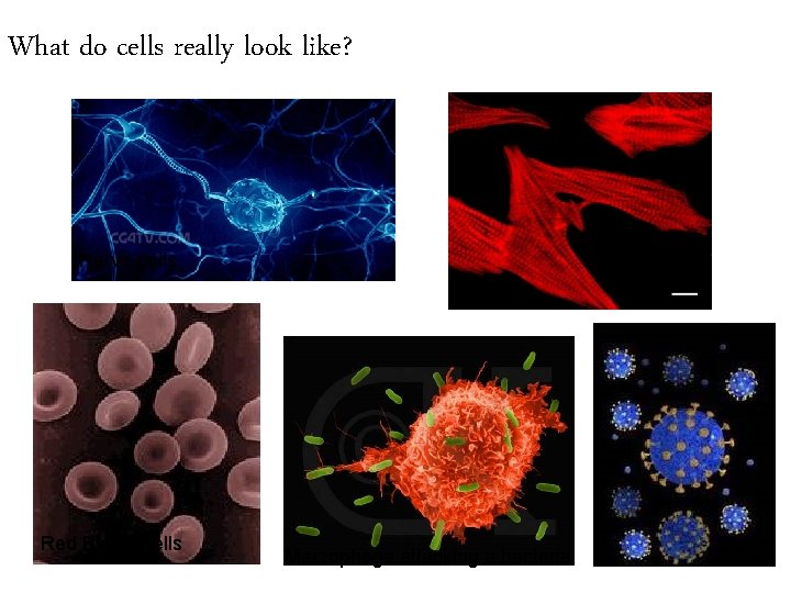 What do cells really look like? Nerve cells Red Blood Cells Cardiac cells Macrophage