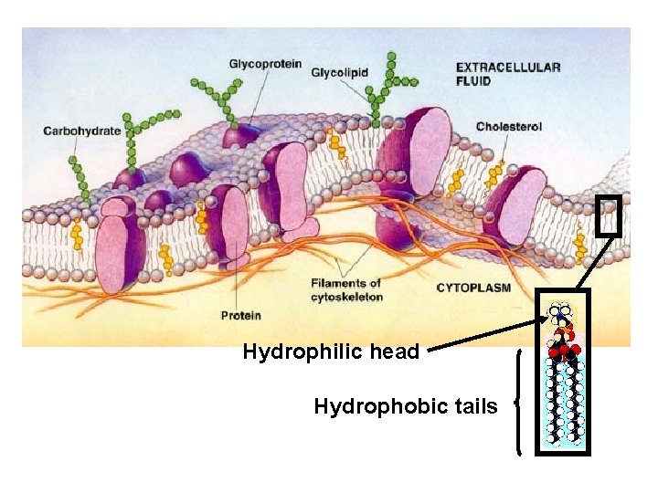 http: //telstar. ote. cmu. edu/biology/downloads/membranes/index. html Hydrophilic head Hydrophobic tails 