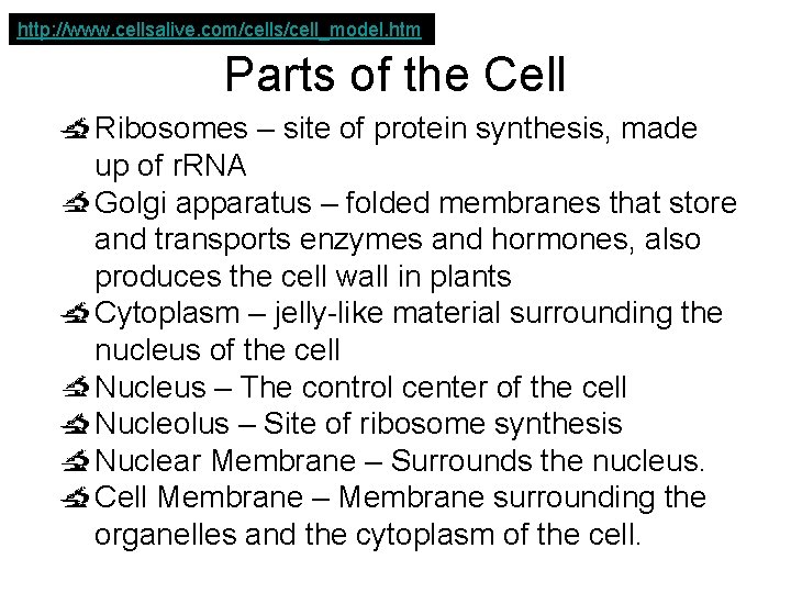 http: //www. cellsalive. com/cells/cell_model. htm Parts of the Cell Ribosomes – site of protein