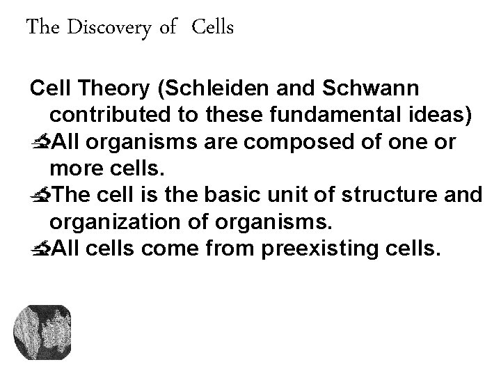 The Discovery of Cells Cell Theory (Schleiden and Schwann contributed to these fundamental ideas)