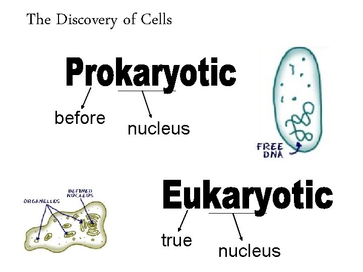 The Discovery of Cells before nucleus true nucleus 