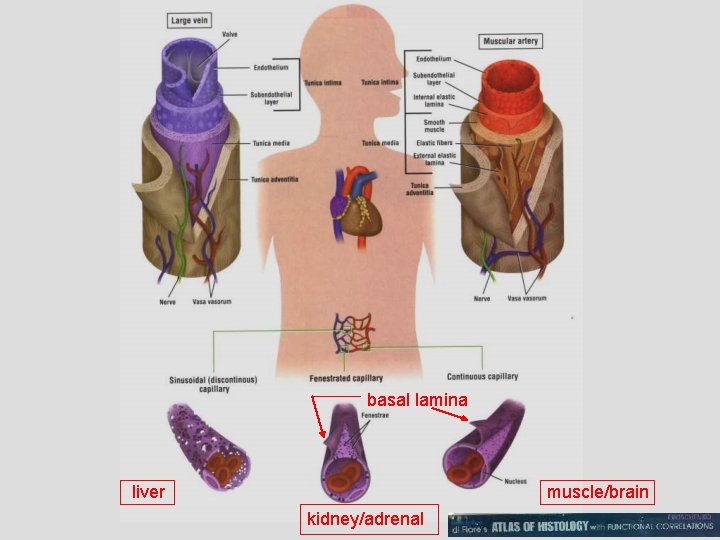 basal lamina liver muscle/brain kidney/adrenal 