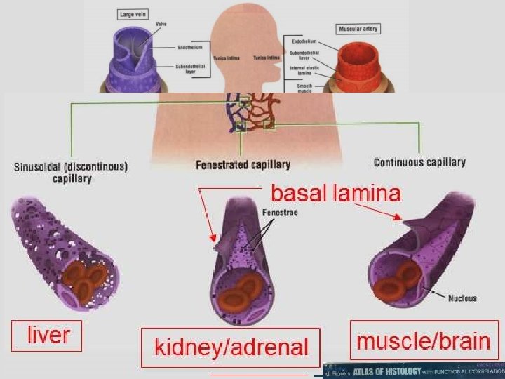 basal lamina liver muscle/brain kidney/adrenal 