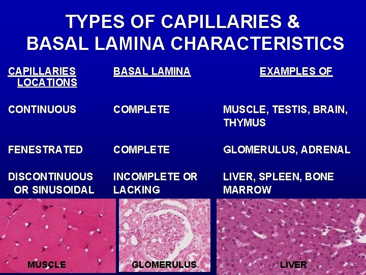 TYPES OF CAPILLARIES & BASAL LAMINA CHARACTERISTICS CAPILLARIES LOCATIONS BASAL LAMINA CONTINUOUS COMPLETE MUSCLE,