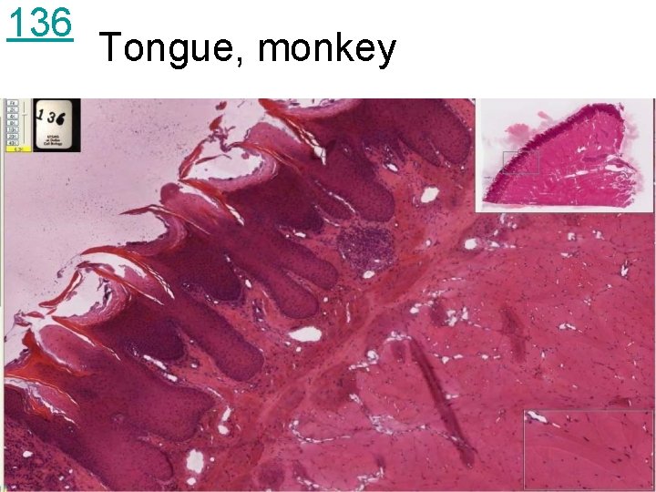 136 Tongue, monkey 