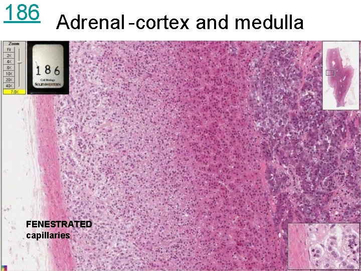 186 Adrenal -cortex and medulla FENESTRATED capillaries 