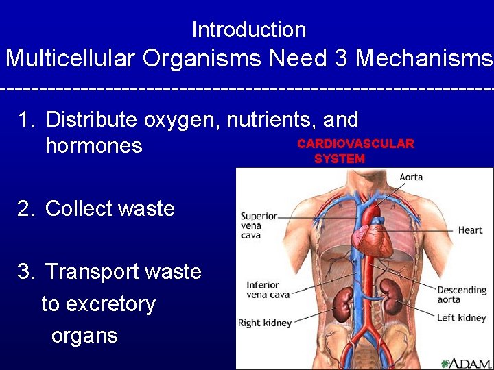 Introduction Multicellular Organisms Need 3 Mechanisms ------------------------------1. Distribute oxygen, nutrients, and CARDIOVASCULAR hormones SYSTEM