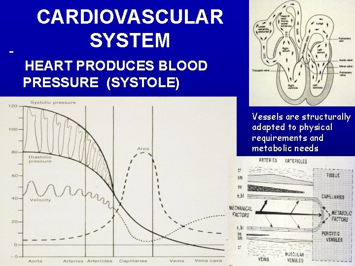 CARDIOVASCULAR SYSTEM HEART PRODUCES BLOOD PRESSURE (SYSTOLE) Vessels are structurally adapted to physical requirements