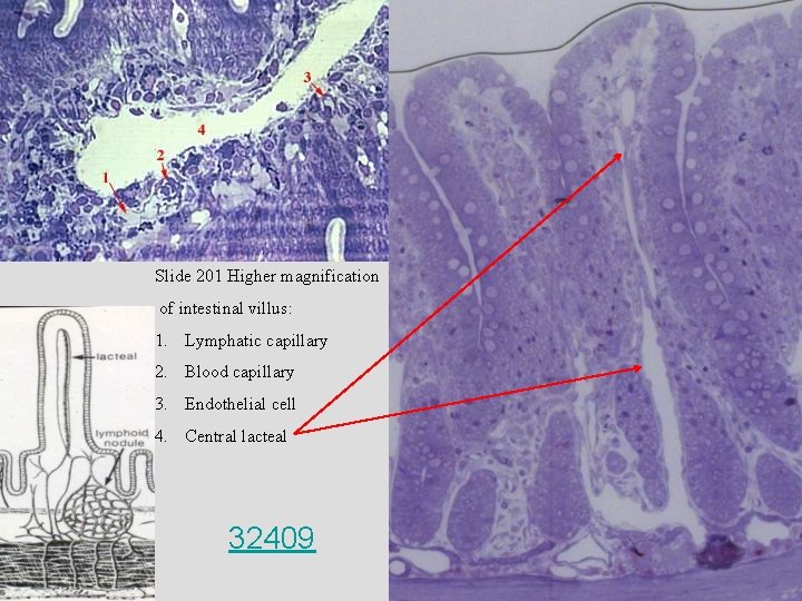 Slide 201 Higher magnification of intestinal villus: 1. Lymphatic capillary 2. Blood capillary 3.