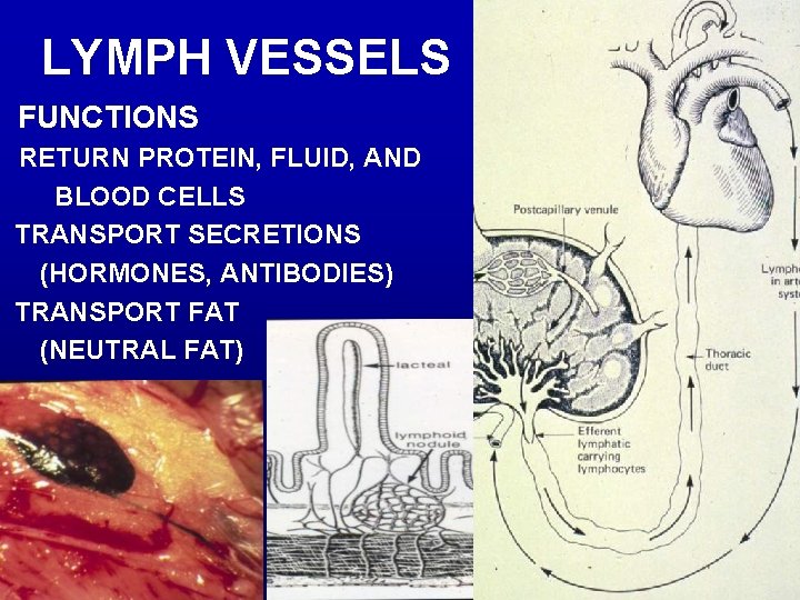 LYMPH VESSELS FUNCTIONS RETURN PROTEIN, FLUID, AND BLOOD CELLS TRANSPORT SECRETIONS (HORMONES, ANTIBODIES) TRANSPORT
