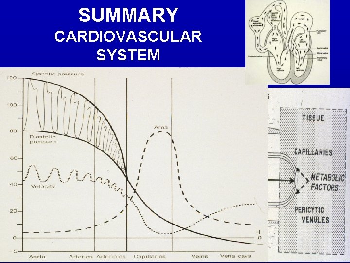 SUMMARY CARDIOVASCULAR SYSTEM Vessels are structurally adapted to physical requirements and metabolic needs 