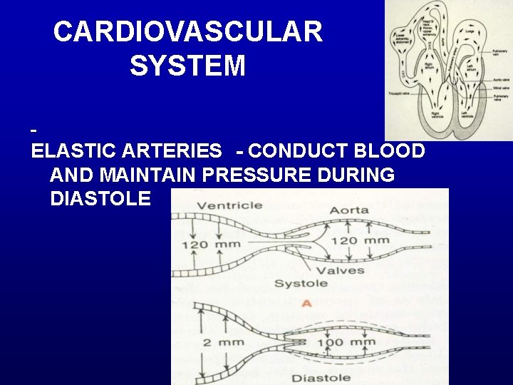 CARDIOVASCULAR SYSTEM ELASTIC ARTERIES - CONDUCT BLOOD AND MAINTAIN PRESSURE DURING DIASTOLE 