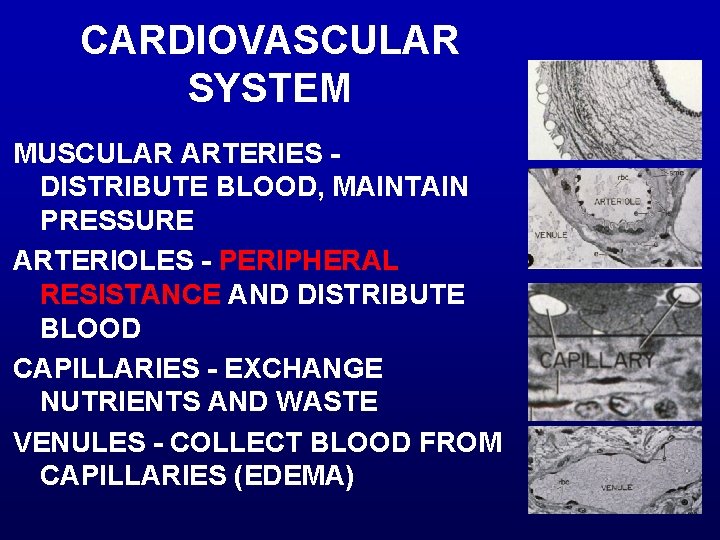 CARDIOVASCULAR SYSTEM MUSCULAR ARTERIES DISTRIBUTE BLOOD, MAINTAIN PRESSURE ARTERIOLES - PERIPHERAL RESISTANCE AND DISTRIBUTE