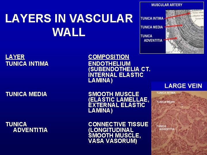LAYERS IN VASCULAR WALL LAYER TUNICA INTIMA COMPOSITION ENDOTHELIUM (SUBENDOTHELIA CT. INTERNAL ELASTIC LAMINA)
