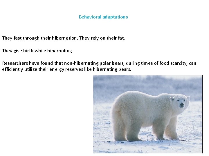 Behavioral adaptations They fast through their hibernation. They rely on their fat. They give