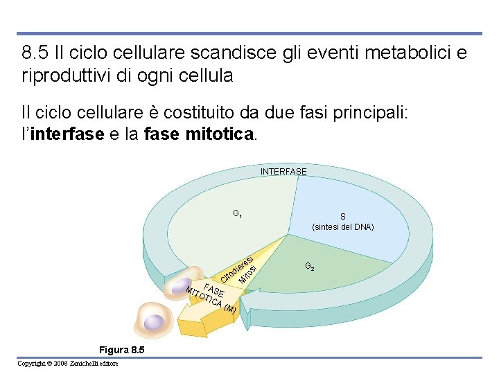8. 5 Il ciclo cellulare scandisce gli eventi metabolici e riproduttivi di ogni cellula