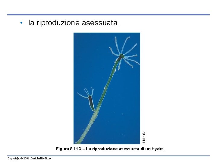 LM 10 • la riproduzione asessuata. Figura 8. 11 C – La riproduzione asessuata