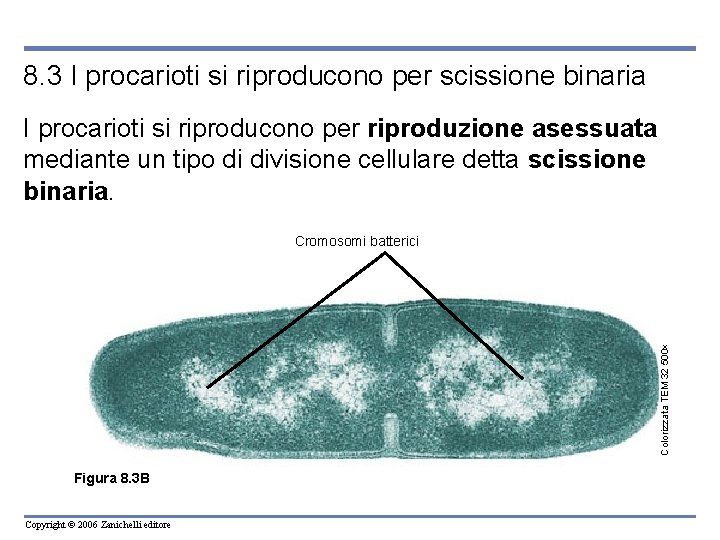 8. 3 I procarioti si riproducono per scissione binaria I procarioti si riproducono per
