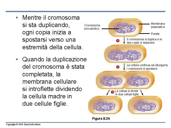  • Mentre il cromosoma Cromosoma si sta duplicando, procariotico ogni copia inizia a