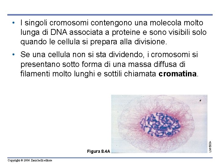  • I singoli cromosomi contengono una molecola molto lunga di DNA associata a
