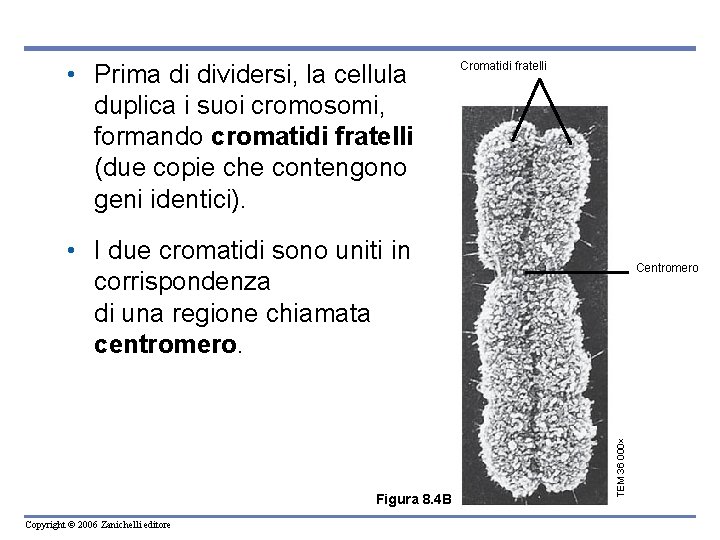  • Prima di dividersi, la cellula duplica i suoi cromosomi, formando cromatidi fratelli