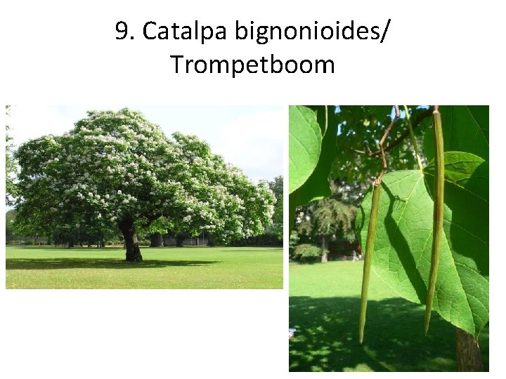 9. Catalpa bignonioides/ Trompetboom 