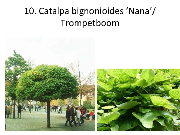 10. Catalpa bignonioides ‘Nana’/ Trompetboom 
