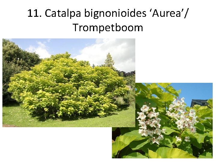 11. Catalpa bignonioides ‘Aurea’/ Trompetboom 