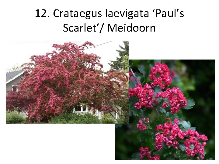 12. Crataegus laevigata ‘Paul’s Scarlet’/ Meidoorn 