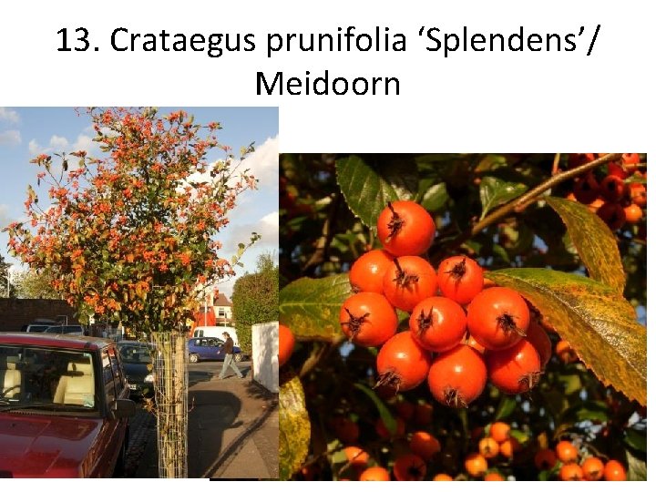 13. Crataegus prunifolia ‘Splendens’/ Meidoorn 