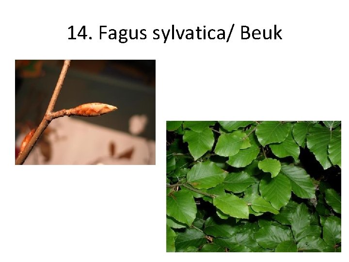 14. Fagus sylvatica/ Beuk 
