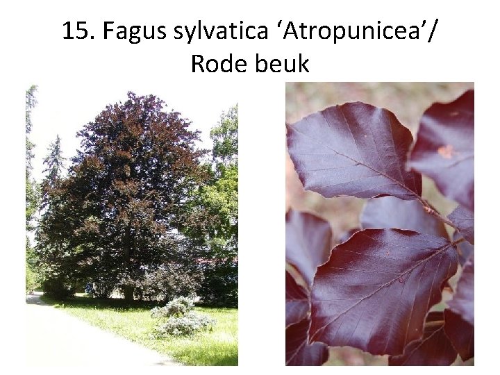 15. Fagus sylvatica ‘Atropunicea’/ Rode beuk 